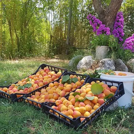 Petra Lucana * Montescaglioso