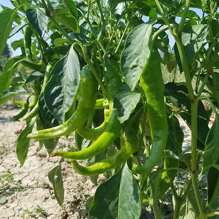 Petra Lucana Montescaglioso